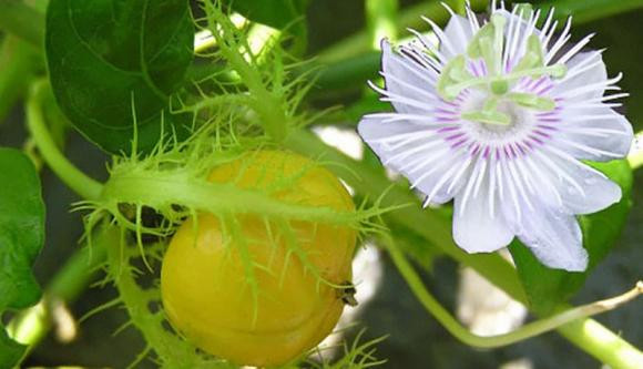 Loai rau khi rua voi nuoc tao bot nhu xa phong-Hinh-2