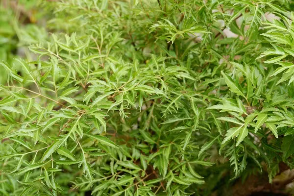 Loai cay canh duoc vi nhu nhan sam cua nguoi ngheo