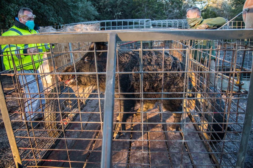 Nha tham hiem mang theo 8 con lon rung khien My thiet hai ty do-Hinh-3