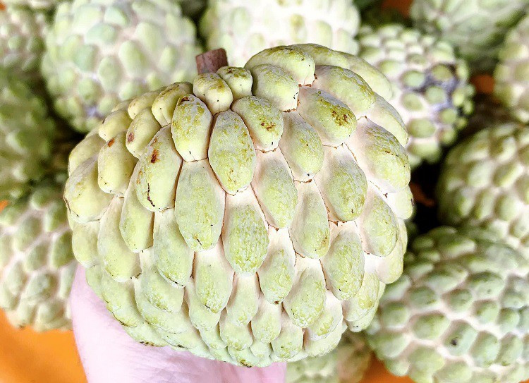 Loại cây xưa bị chặt bỏ mang đấu giá 100 triệu đồng/quả Loai cay xua bi chat bo mang dau gia 100 trieu dong/qua