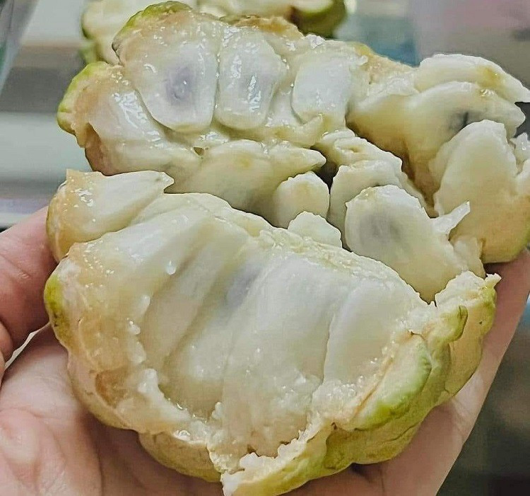 Loại cây xưa bị chặt bỏ mang đấu giá 100 triệu đồng/quả - Hình 3 Loai cay xua bi chat bo mang dau gia 100 trieu dong/qua-Hinh-3