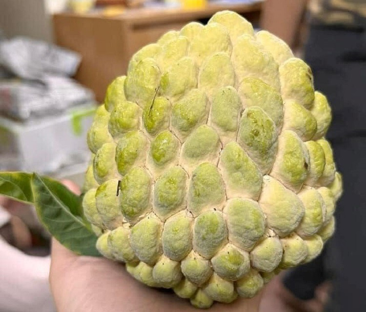 Loại cây xưa bị chặt bỏ mang đấu giá 100 triệu đồng/quả - Hình 2 Loai cay xua bi chat bo mang dau gia 100 trieu dong/qua-Hinh-2