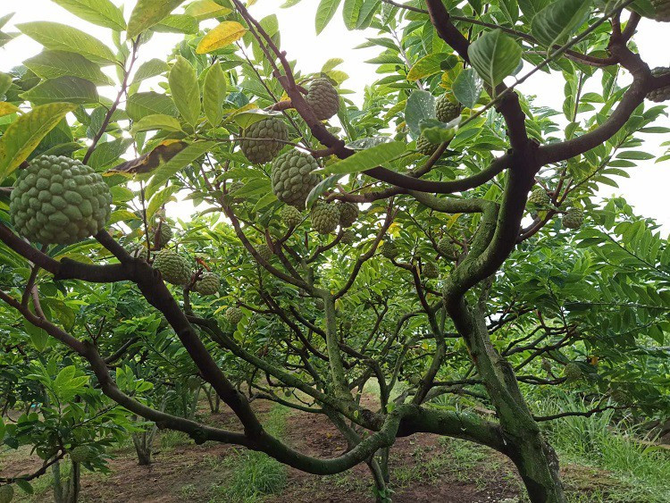 Loại cây xưa bị chặt bỏ mang đấu giá 100 triệu đồng/quả - Hình 4 Loai cay xua bi chat bo mang dau gia 100 trieu dong/qua-Hinh-4