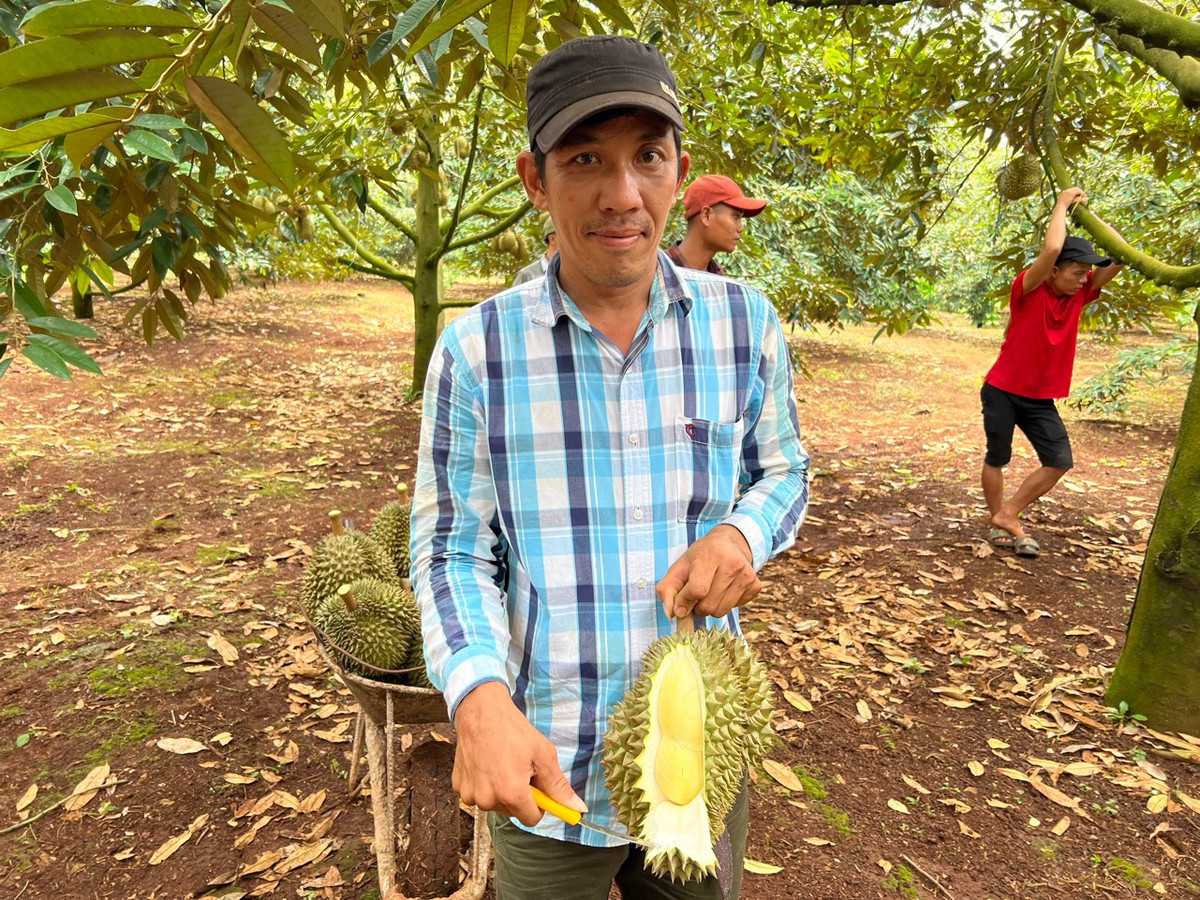 Anh nong dan Tien Giang thu 45 trieu/thang nho trong sau rieng-Hinh-2