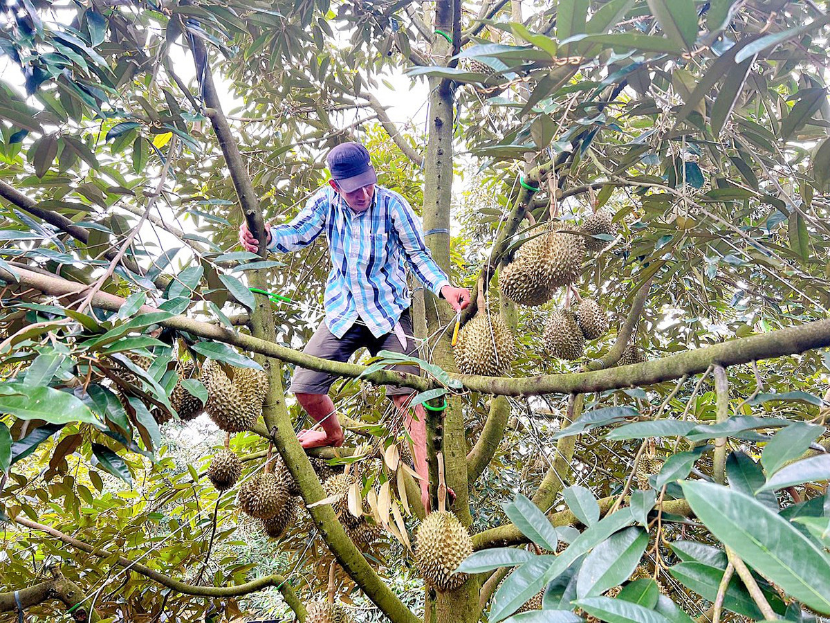 Anh nong dan Tien Giang thu 45 trieu/thang nho trong sau rieng