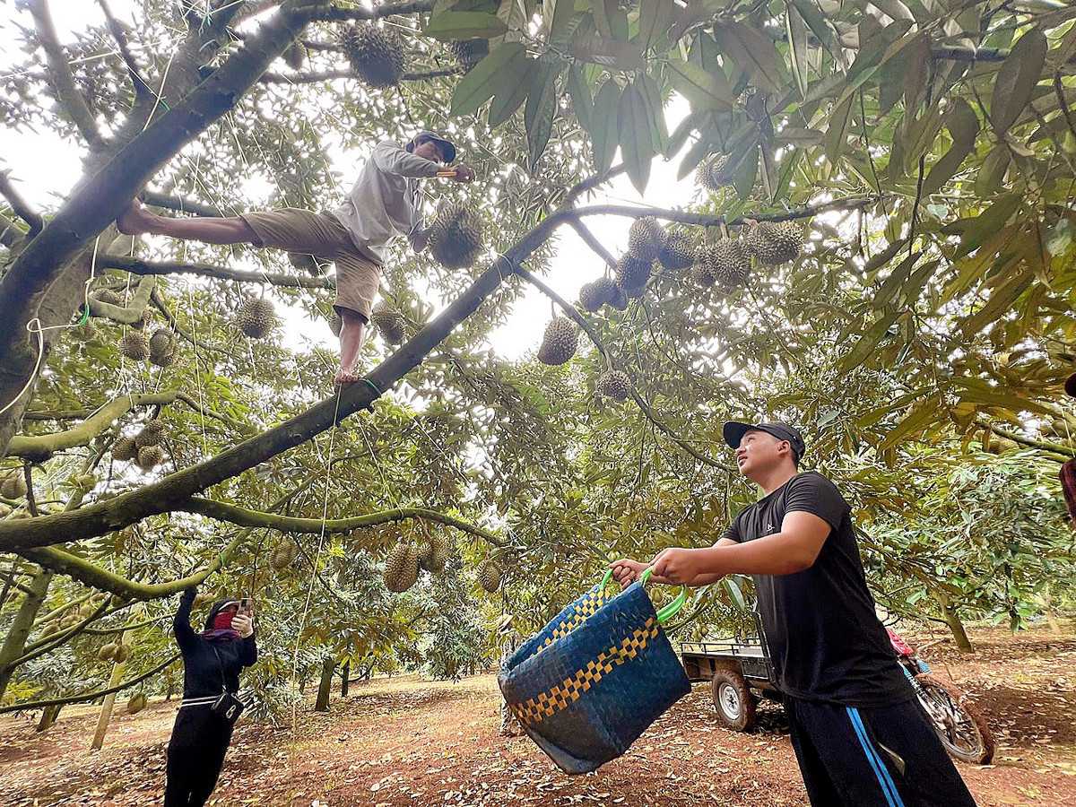 Anh nong dan Tien Giang thu 45 trieu/thang nho trong sau rieng-Hinh-4