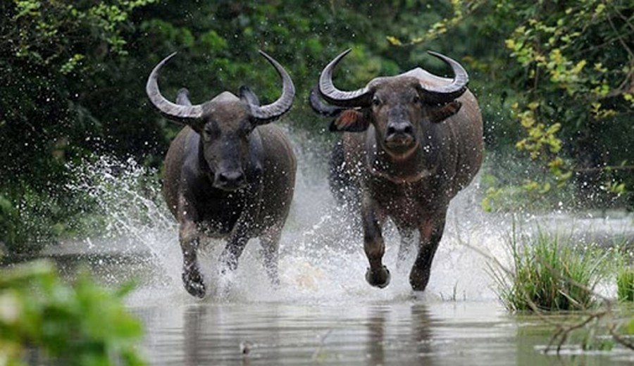 Những người tuổi Sửu chính là con giáp may mắn cuộc sống càng chăm chỉ càng giàu có. 