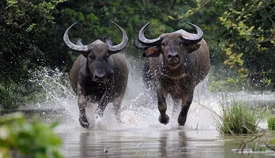 Những người tuổi Sửu chính là con giáp may mắn cuộc sống càng chăm chỉ càng giàu có. 
