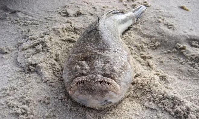 2. Cá Stargazer. Loài cá này che giấu mình dưới đáy đại dương với nhãn cầu lồi lên trên. Sau đó, khi một con mồi không may mắn bơi qua bơi, chúng sẽ tấn công và nuốt gọn con mồi.