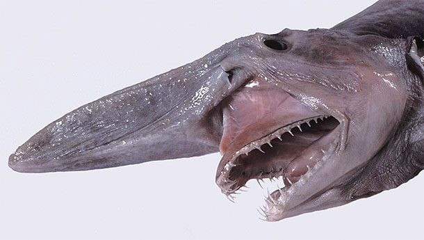 9. Goblin Shark - Cá mập yêu tinh. Đây có lẽ là loài khác biệt và kỳ dị nhất so với các loài cá mập khác bởi hình dáng xấu xí, trong khi cái mũi khoằm dài hơn các loài cá mập khác và giống với mỏ chim, thì nó còn có một cái sừng dài hơn cả mõm giống với hình cái bay. Ngoài ra, chúng có cơ thể chủ yếu là màu hồng, cùng với bộ hàm có khả năng co duỗi ra ngoài để đớp con mồi.