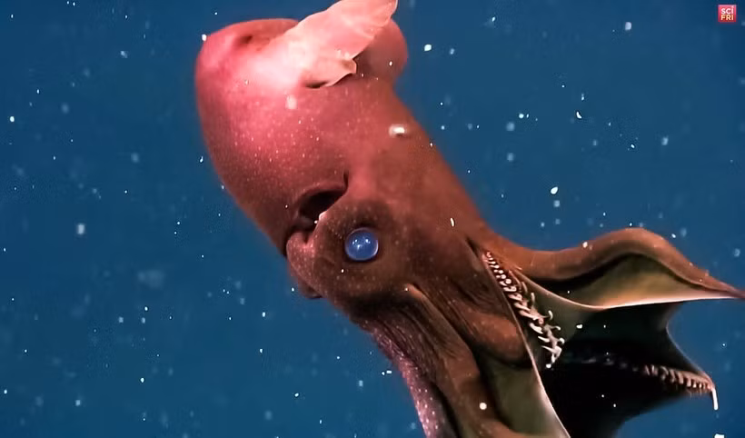 6. Vampire Squid - Mực ma cà rồng. Sở dĩ loài mực này có cái tên Vampire (ma cà rồng) là vì chúng có khả năng tái tạo, giống như khả năng của ma cà rồng trong các truyền thuyết. Nếu bị các loài ăn thịt cắn mất xúc tu, mực quỷ có thể tái tạo xúc tu mới.