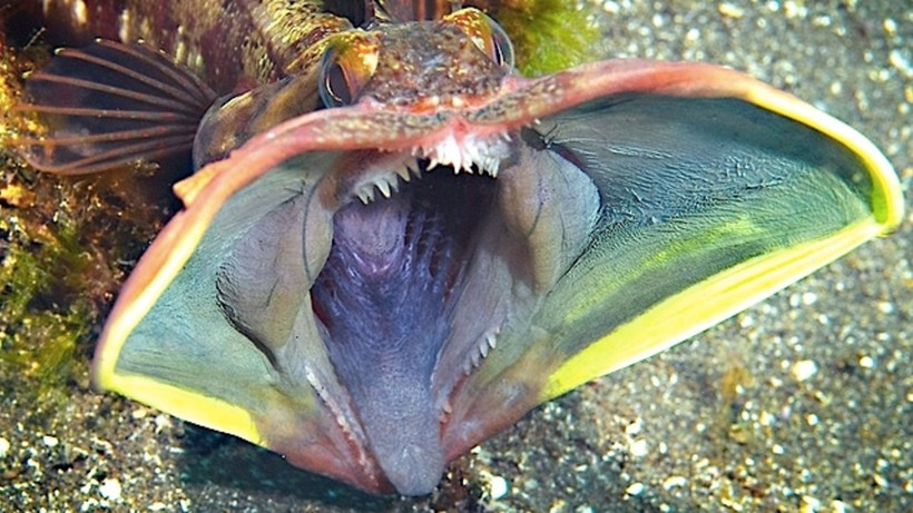 8. Sarcastic Fringehead. Mặc dù nó gần như không có mối đe dọa nào đối với con người, nhưng khi bị kích động, loài cá này sẽ mở miệng khổng lồ để chống lại những kẻ săn mồi. Chắc hẳn sẽ không ai muốn nhìn thấy cái miệng của chúng.