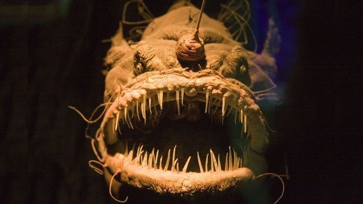 5. Humpback Anglerfish - Cá mú lưng gù. Quái vật dưới đáy biển sâu này thu hút con mồi bằng một cây gậy phát sáng trên đỉnh đầu.