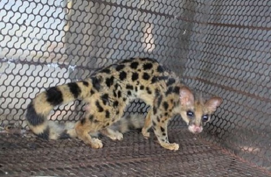 Thức ăn của cầy gấm bao gồm chuột, rắn, ếch nhái, chim nhỏ và côn trùng.