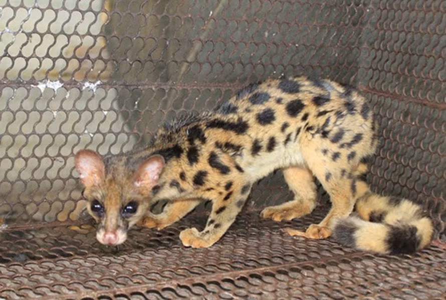 Cầy gấm đực và cái đều có tuyến xạ. Đặc biệt, loài cầy này chỉ có một chiếc răng ở hàm trên.