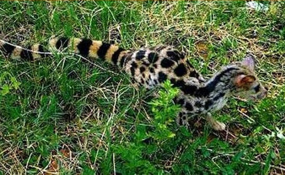 Trên thế giới, cầy gấm phân bố ở Ấn Độ, Nepal, Myanmar, Trung Quốc, Thái Lan, Indonesia, Lào.