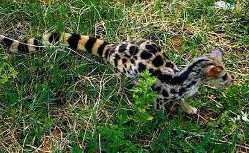 Trên thế giới, cầy gấm phân bố ở Ấn Độ, Nepal, Myanmar, Trung Quốc, Thái Lan, Indonesia, Lào.