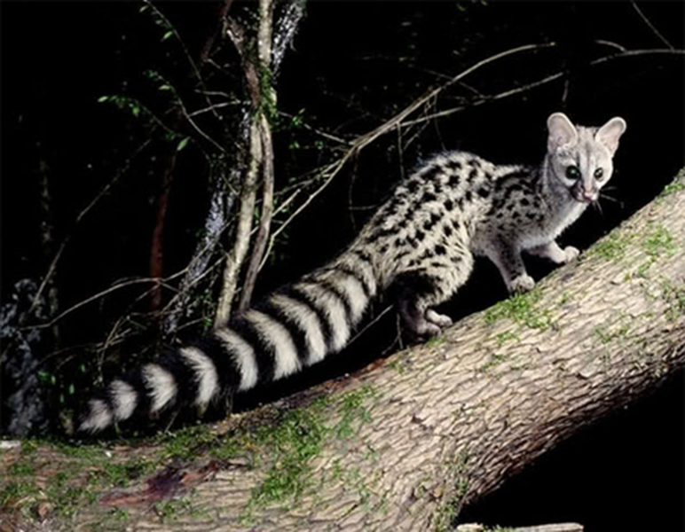 Cầy gấm là loài hoạt động về đêm, hoạt động chủ yếu ở các cây thấp cách mặt đất từ 1 đến 1,5 mét và đôi khi chúng cũng xuống mặt đất.