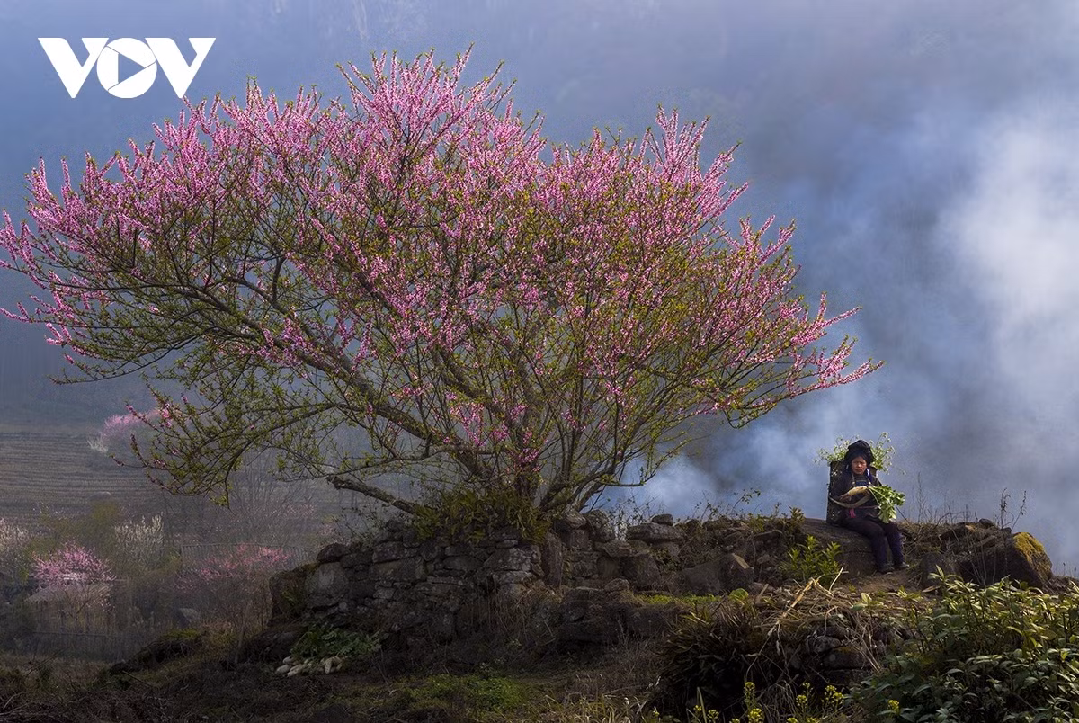 Những cây đào nở rộ vào tháng 2, tháng 3 là “nam châm” thu hút du khách đến với vùng đất mù sương nơi biên cương Tổ quốc.