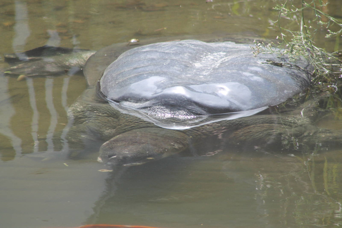 Loài Giải Sin-hoe còn có tên gọi khác là rùa Hoàn Kiếm, rùa mai mềm Thượng Hải, giải Thượng Hải, hay rùa mai mềm khổng lồ sông Dương Tử, có tên khoa học là Rafetus swinhoei, là một loài rùa mai mềm, được xem là loài rùa nguy cấp, quý hiếm nhất thế giới. Tháng 1/2016, “cụ” rùa khổng lồ, cá thể rùa Hoàn Kiếm cuối cùng sống tại hồ, với tuổi thọ ước tính hơn 100 tuổi đã ra đi.