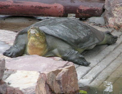 Rafetus swinhoei có đầu dài với phần miệng giống như mõm lợn. Kích thước của nó có thể dài trên 100 cm, rộng trên 70 cm và cân nặng khoảng 120–140 kg. Chúng có kích thước khá lớn, đầu tương đối nhỏ và rộng, mõm ngắn, tròn, vòi rất ngắn, lưng màu vàng lục có những đốm vàng, yếm bụng màu trắng nhạt. Mai rùa mềm chứ không cứng như loài rùa thông thường.