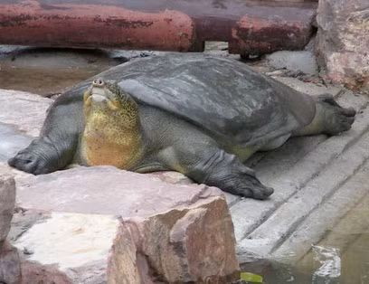 Rafetus swinhoei có đầu dài với phần miệng giống như mõm lợn. Kích thước của nó có thể dài trên 100 cm, rộng trên 70 cm và cân nặng khoảng 120–140 kg. Chúng có kích thước khá lớn, đầu tương đối nhỏ và rộng, mõm ngắn, tròn, vòi rất ngắn, lưng màu vàng lục có những đốm vàng, yếm bụng màu trắng nhạt. Mai rùa mềm chứ không cứng như loài rùa thông thường.