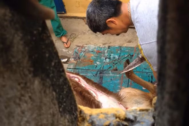 Ảnh cắt từ clip.