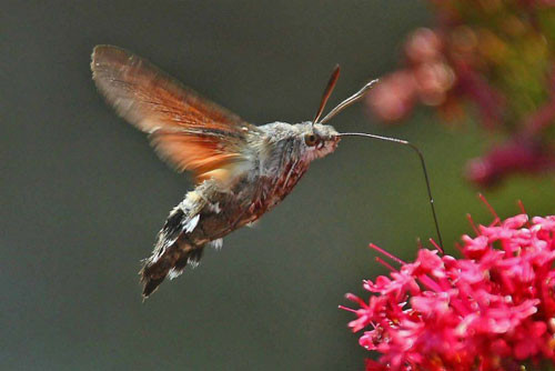 6. Bướm ruồi đuôi xù.