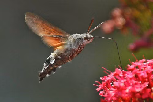 6. Bướm ruồi đuôi xù.