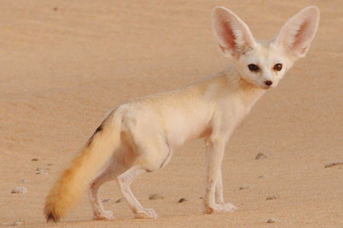 5. Cáo Fennec.