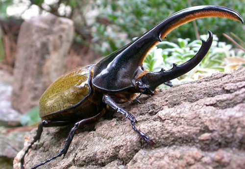 3. Bọ cánh cứng Dynastes Hercules.