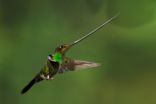 8. Chim ruồi Sword-billed.