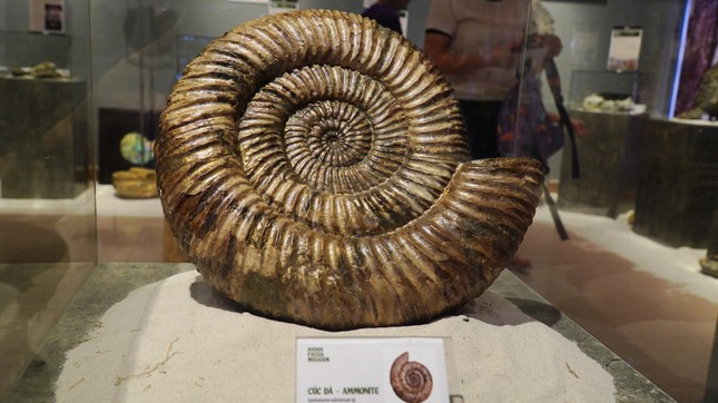 br/> Mẫu vật hóa thạch Cúc đá nhìn gần. Ảnh: Ngọc Văn