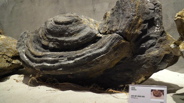br/> Sự ra đời của Bảo tàng Hoá thạch Hà Nội (Hanoi Fossil Museum) là khởi đầu của hành trình tìm kiếm, gìn giữ, bảo tồn và làm sống lại trọn vẹn câu chuyện lịch sử tự nhiên về sự sống trên trái đất; cũng như nguồn gốc của sự sống, quá trình tiến hoá của sinh giới từ hàng trăm triệu năm trước (trong ảnh là hóa thạch San hô vách đáy). Ảnh: Ngọc Văn