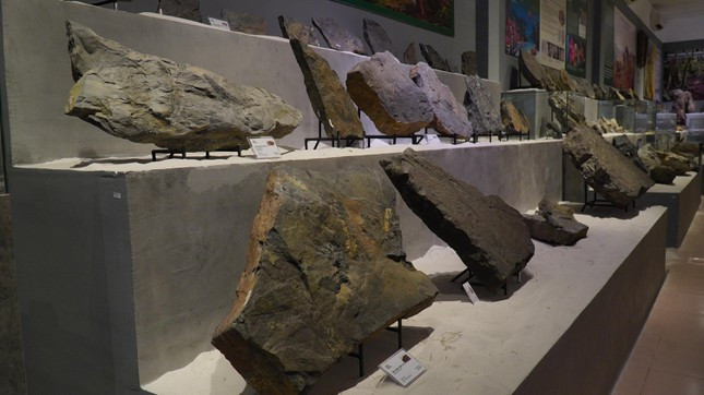 br/> Theo Bảo tàng Hoá thạch Hà Nội, sau hai năm tìm kiếm và sưu tầm, đơn vị đã thu thập được hơn 14.000 mẫu vật; 2.500 tấn gỗ hóa thạch từ khắp nơi trên thế giới và được giới khoa học đánh giá là kho báu vô giá của ngành Cổ sinh vật học nước nhà. Ảnh: Ngọc Văn