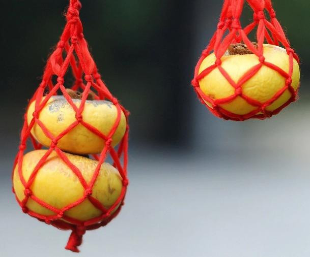 Thang 7 am noi ve qua thi vang va gia tri phong thuy cua cay thi