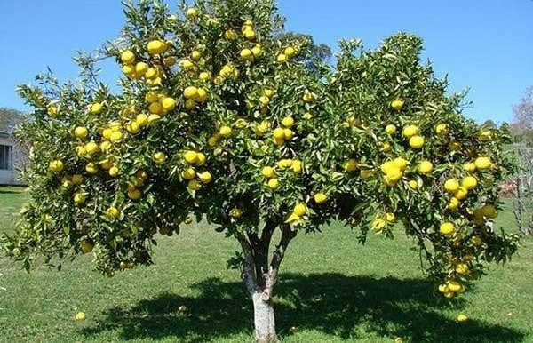 Thang 7 am noi ve qua thi vang va gia tri phong thuy cua cay thi-Hinh-4