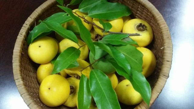 Thang 7 am noi ve qua thi vang va gia tri phong thuy cua cay thi-Hinh-2