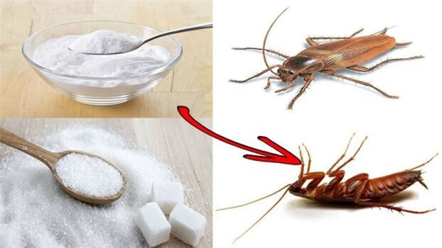 Nhà nào nhiều gián cực khó chịu, hãy lấy cơm nguội trộn với thứ này ảnh 2