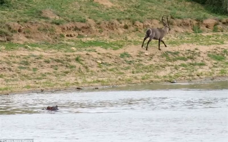Nó lập tức bỏ chạy khỏi hiện trường để tránh điều tương tự xảy ra.