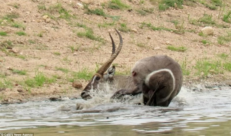 Con cá sấu khát mồi tấn công điên cuồng vào đối phương.