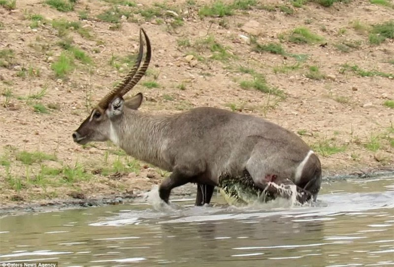 Một con linh dương đã bất ngờ bị cá sấu tấn công.