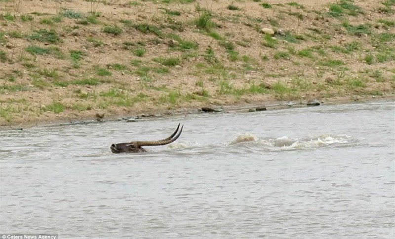 Nó có hết sức vùng vẫy nhằm thoát khỏi hàm răng sắc nhọn của kẻ đi săn.