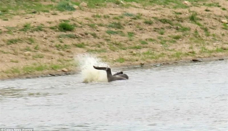 Thậm chí, cá sấu còn dìm linh dương xuống nước.