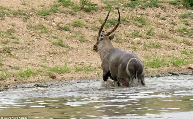May mắn thay, nó đã bơi được vào bờ.