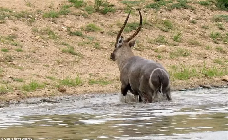 May mắn thay, nó đã bơi được vào bờ.