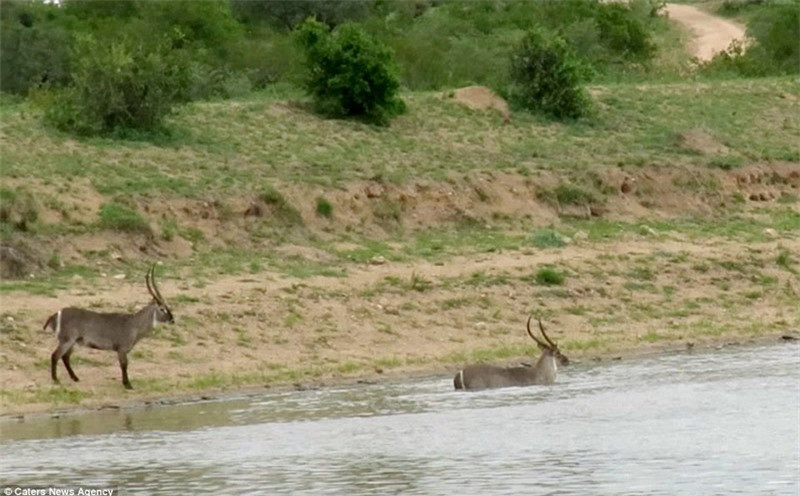 Man thoat chet than ki cua linh duong khoi ham rang ca sau