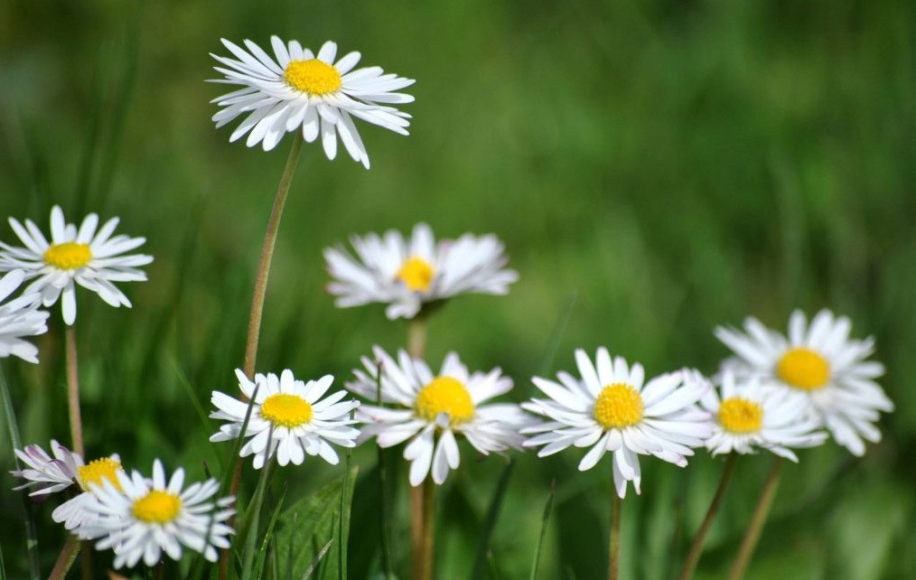 3 con giap duoc du doan se giau “nut vach” mua he nam nay-Hinh-3