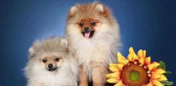 4 con giap co so may man chon cong so, luon duoc den dap-Hinh-2