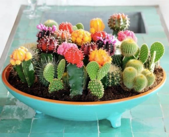 6 loai hoa chiu han tot nhat deu co 